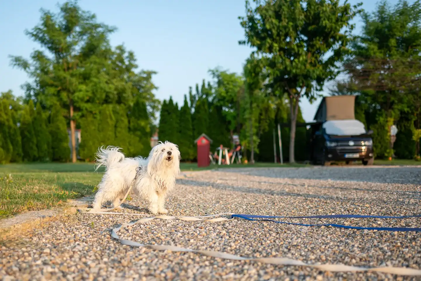 Pet friendly campsite dog on leash