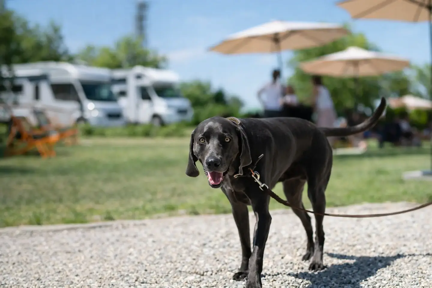 Pet friendly campsite dog walking